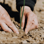 Canadian seed companies