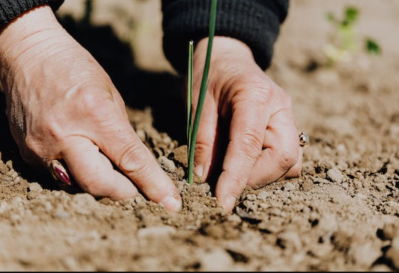 Canadian seed companies
