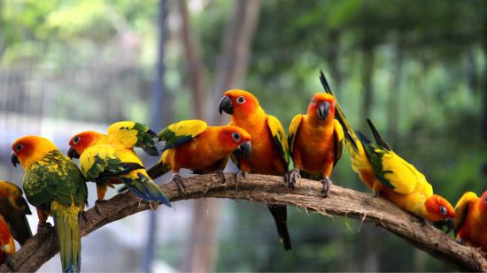 Bird Kingdom