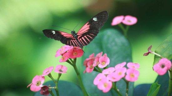Butterfly Conservatory