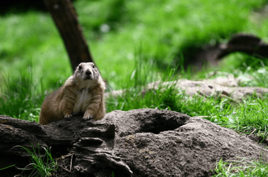 Calgary Zoo