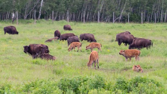 Elk Island National Park