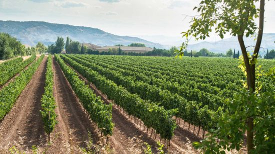 The Vibrant Vine Winery