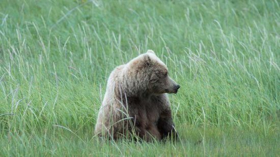 Take a Bear-Watching Tour