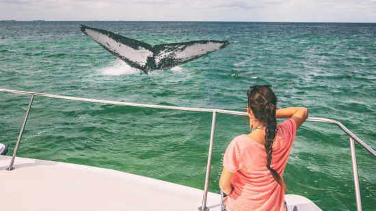 Take a Whale Watching Tour