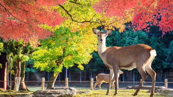 BC Wildlife Park