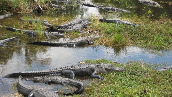 Everglades National Park