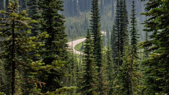 Explore Mt Revelstoke National Park