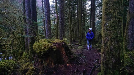 Explore The Enchanted Forest