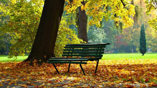Kivi Park