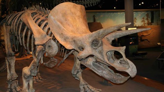 Visit the Royal Tyrrell Museum