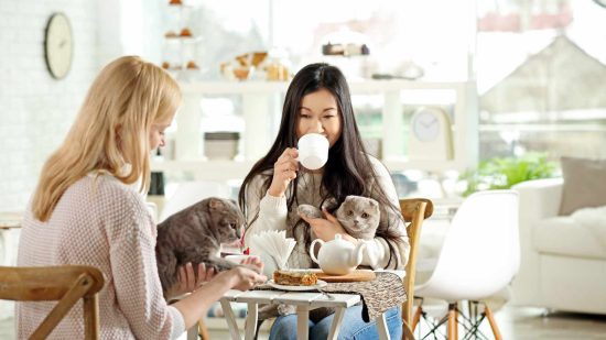 Cuddle Up With Kitties at a Cat Cafe